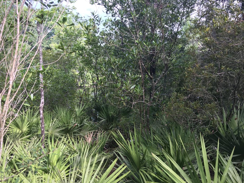 00 Black Creek Tract, Middleburg, FL 32068