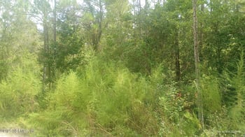 Kirchherr Ave, Hastings, FL 32145