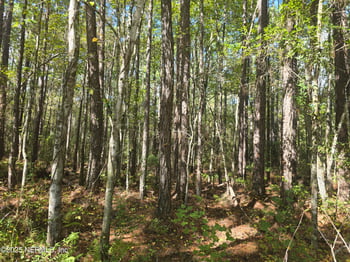 4122 Becky St, Middleburg, FL 32068