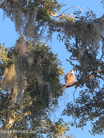 95958 Surrey Pl, Fernandina Beach, FL 32034