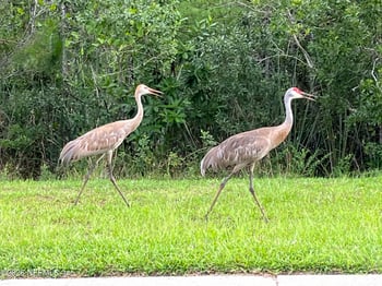 117 Lakeside Ct, Bunnell, FL 32110