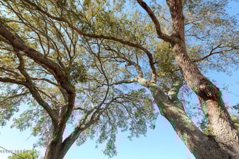 3359 Queen Ann Ln, Jacksonville, FL 32257