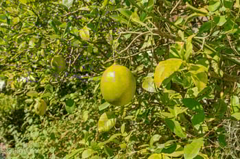 193 Admirals Way, Ponte Vedra Beach, FL 32082