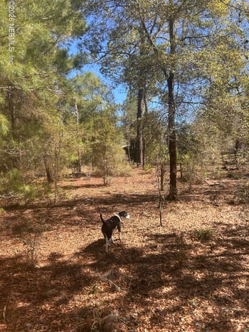 Honeysuckle Trl, Hawthorne, FL 32640