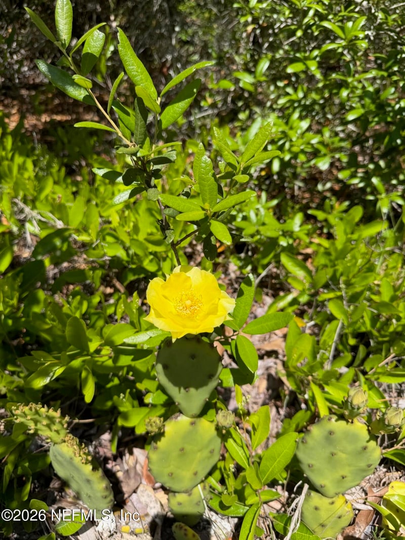 4247 Amarillo Dr, Beverly Hills, FL 34465