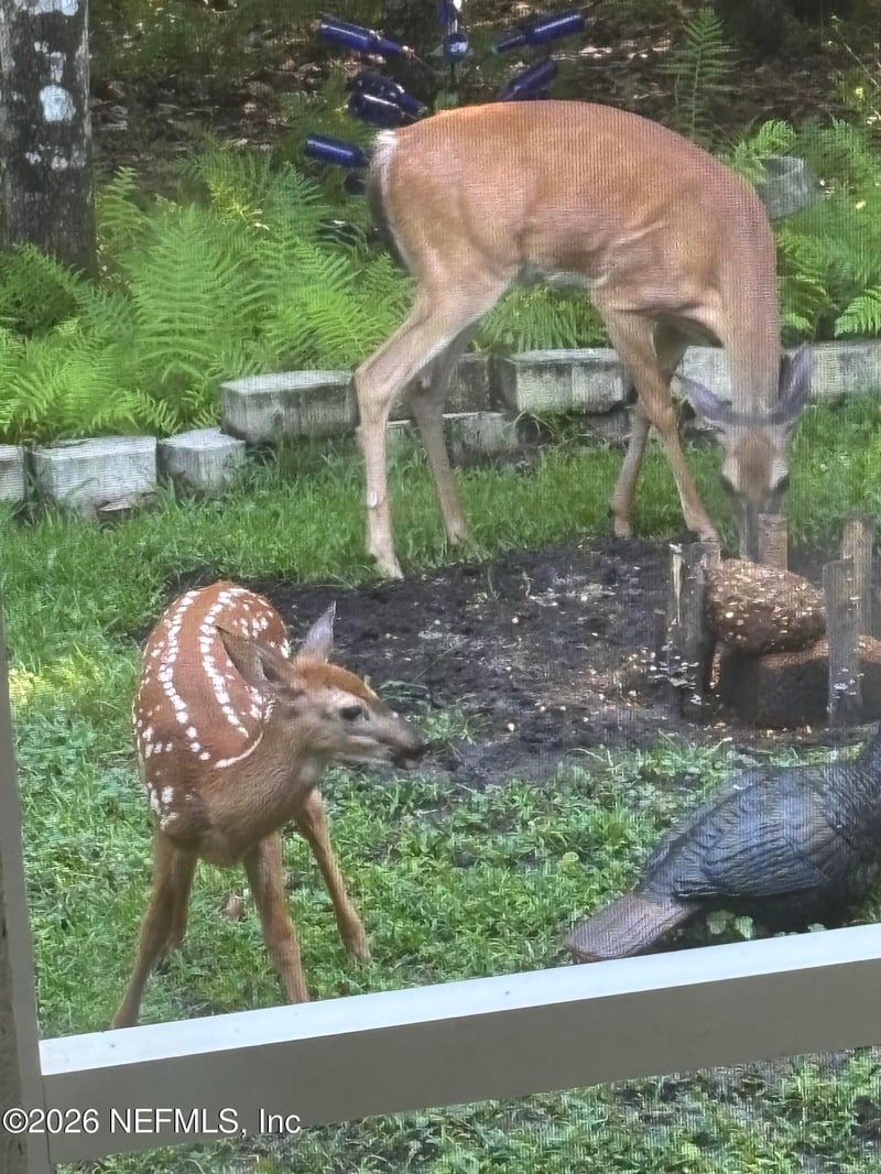 4555 Tarragon Ave, Middleburg, FL 32068