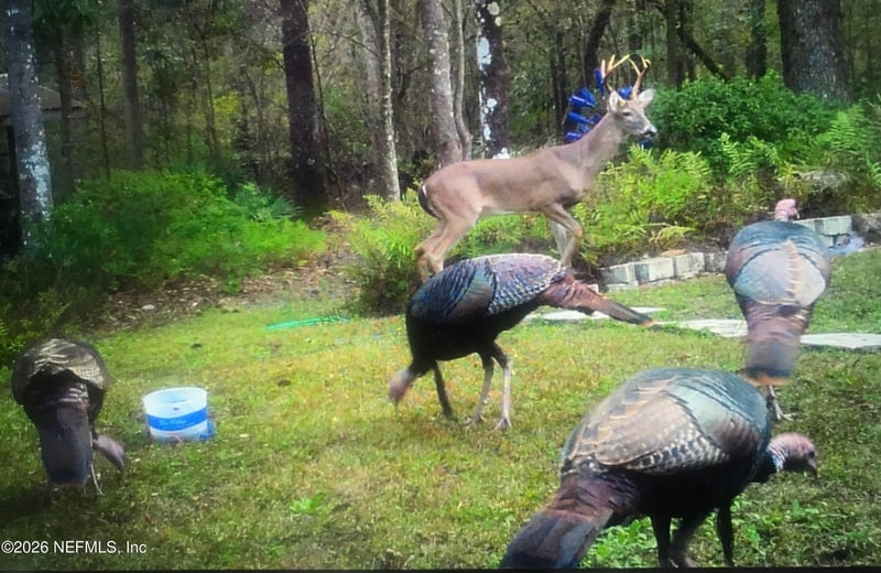 4555 Tarragon Ave, Middleburg, FL 32068