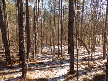 0 Buckridge , Louisburg, NC 27549