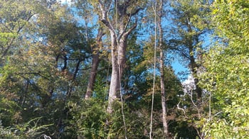 Cypress Creek Dr, Louisburg, NC 27549