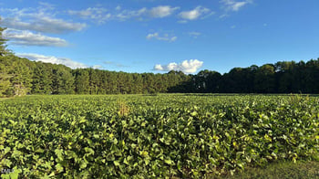 Nc 231  Lot 6495, Middlesex, NC 27557