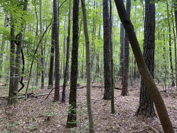 Old Stage Rd, Garner, NC 27529