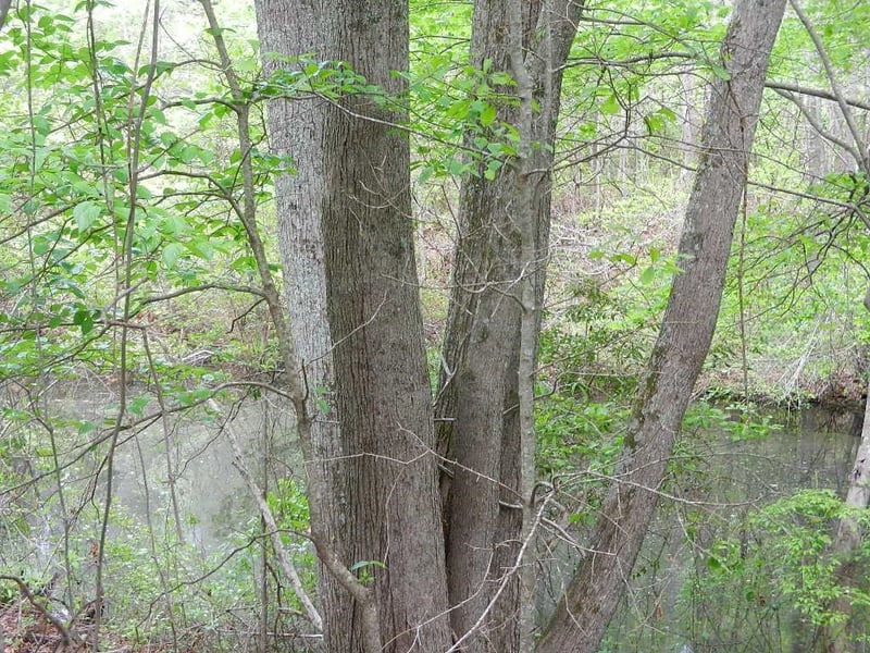 00 Lewis Rd Lot 1, Zebulon, NC 27597