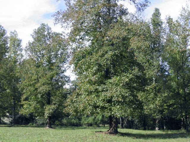 1 Hickory Pond Rd Lot 1, Chapel Hill, NC 27517