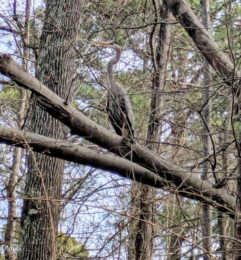 100 Ferncroft Ct, Cary, NC 27519