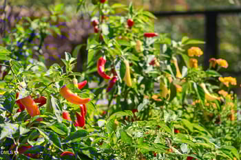 1000 Hidden Trail Ct, Wake Forest, NC 27587