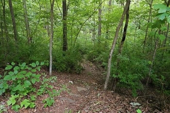 1001 Reaves Dr, Chapel Hill, NC 27516