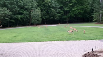 1004 Buttar Ln, Raleigh, NC 27614