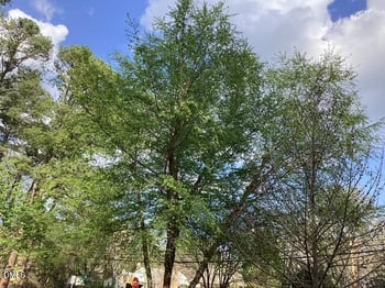 101 Pinecrest Rd, Durham, NC 27705