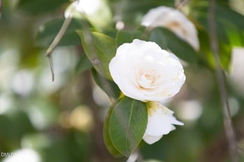 1014 Forest Hills Blvd, Durham, NC 27707