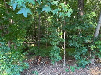 10348 Nash  Lot 1182, Chapel Hill, NC 27517