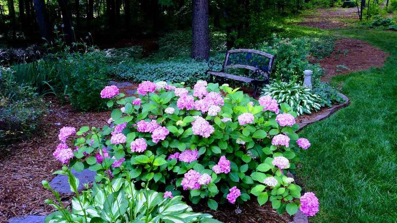 104 Old Holly Tree Ct, Apex, NC 27502
