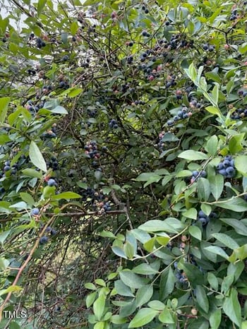 105 Twain Dr, Garner, NC 27529