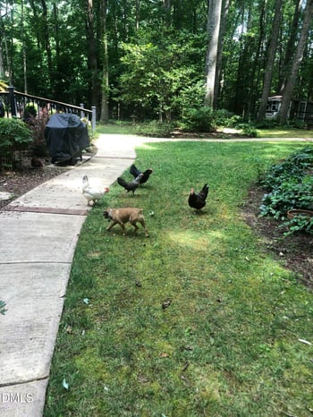 107 Larkwood Ln, Cary, NC 27518