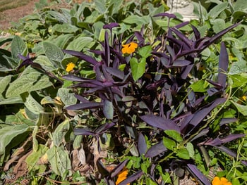 108 Olive Creek Ct, Hillsborough, NC 27278