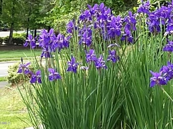 1114 Arborgate Cir, Chapel Hill, NC 27514