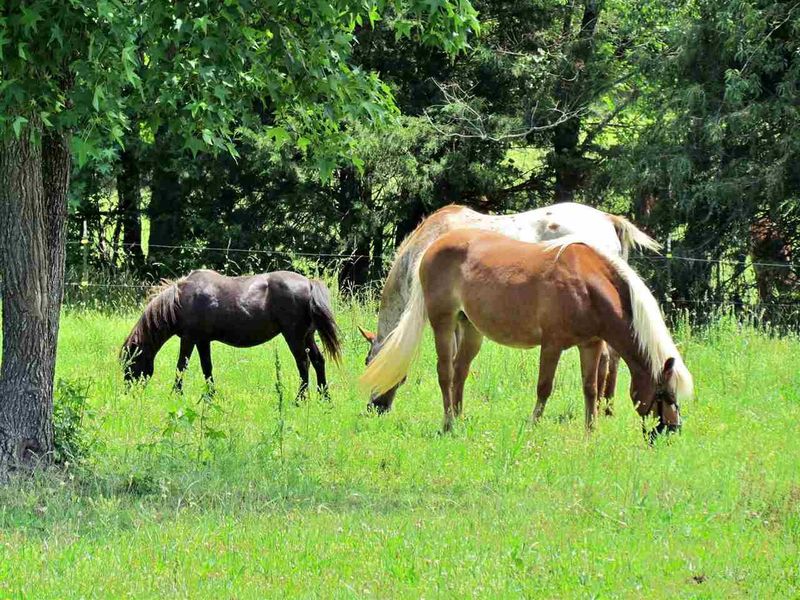 1133 Pocomoke Rd, Franklinton, NC 27525