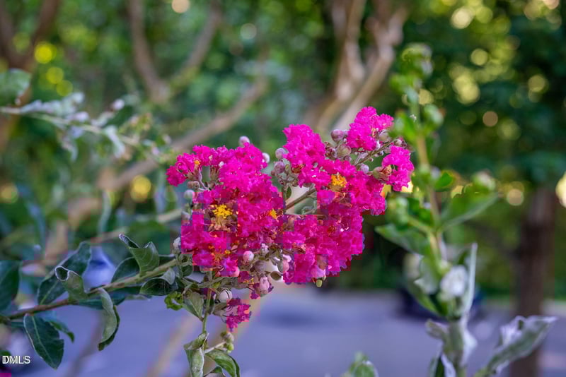 117 Scott Ln, Chapel Hill, NC 27514