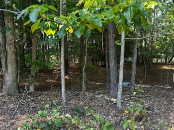 119 Mayan Dr, Louisburg, NC 27549