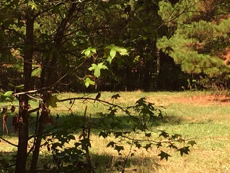 120 Ever After Ln Lot 2, Apex, NC 27523
