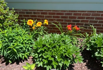 1220 Hillingdon Way, Raleigh, NC 27614