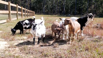 1280 Dickinson Rd, Smithfield, NC 27577