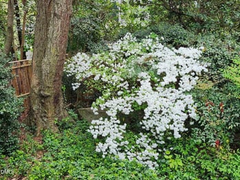 1306 Mayfair Rd, Raleigh, NC 27608