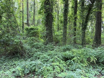 1308 Onslow Rd, Raleigh, NC 27606