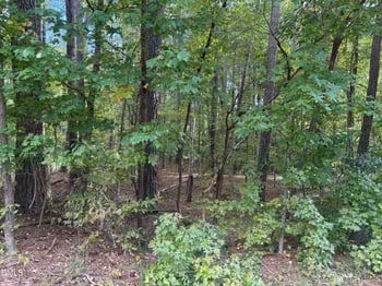131 Clear Water Rd, Louisburg, NC 27549