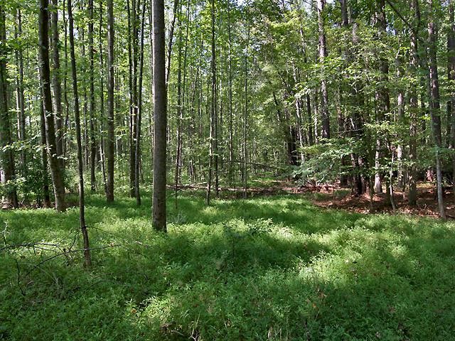 134 Winsome Ln Lot 1, Chapel Hill, NC 27516