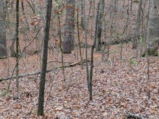 1416 Jack Bennett Rd, Chapel Hill, NC 27517
