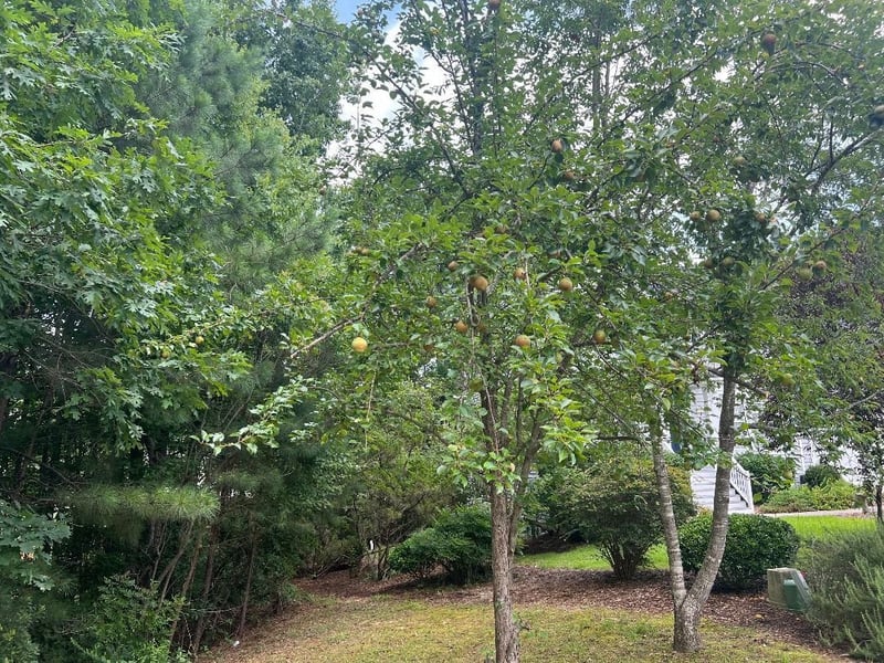 1503 Redwater Branch Ct Lot 226, Apex, NC 27502