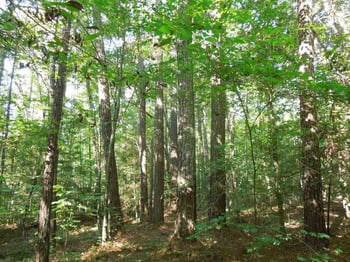 1700 Kipling Rd Lot na, Fuquay Varina, NC 27526