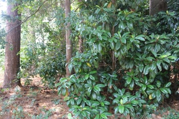 20 Grant Dr Lot 20, Goldsboro, NC 27534
