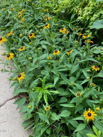 2064 Oxford Rd, Henderson, NC 27536