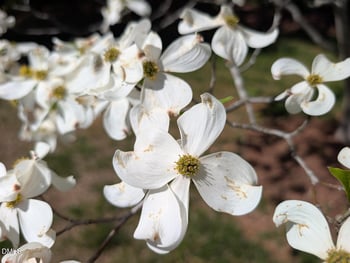 212 Climbing Aster Ct, Mebane, NC 27302