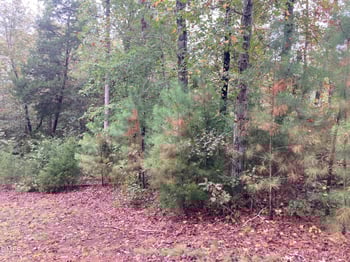 217 Cabin Creek, Pittsboro, NC 27312
