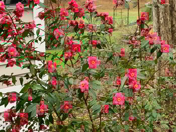 241 Windsor Rd, Chapel Hill, NC 27516