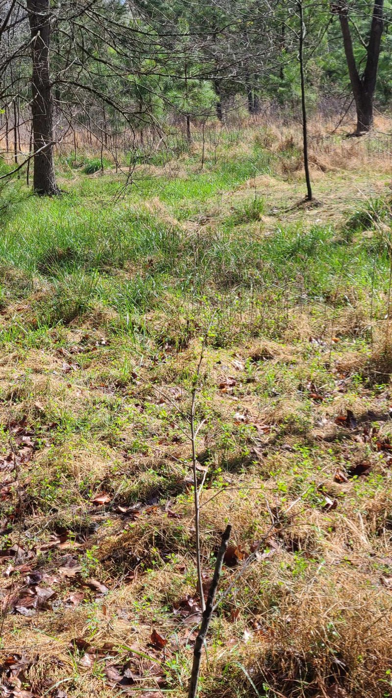 2420 Avent Ferry Rd, Holly Springs, NC 27540