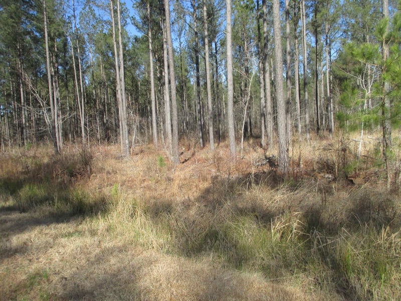 2420 Avent Ferry Rd, Holly Springs, NC 27540