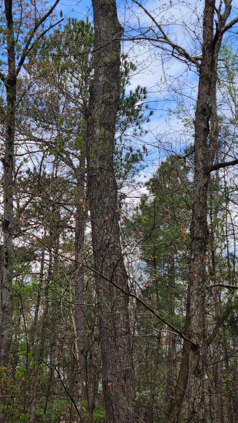 2420 Avent Ferry Rd Lot 999999, Holly Springs, NC 27540